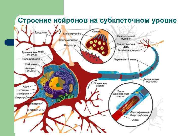 Строение нейронов на субклеточном уровне 