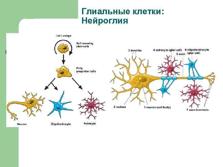 Глиальные клетки: Нейроглия 