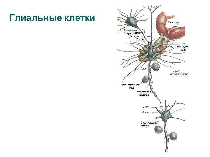Глиальные клетки 