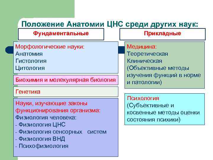 Положение Анатомии ЦНС среди других наук: Фундаментальные Морфологические науки: Анатомия Гистология Цитология Биохимия и