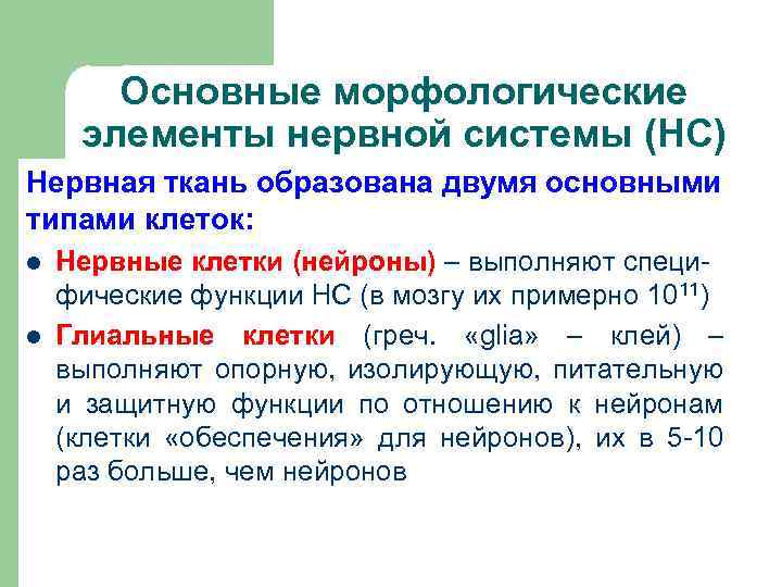 Основные морфологические элементы нервной системы (НС) Нервная ткань образована двумя основными типами клеток: l