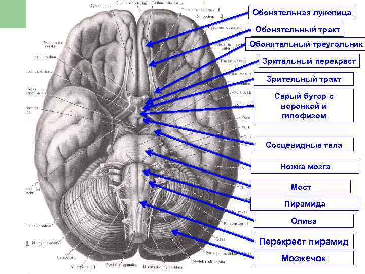 Обонятельная луковица Обонятельный тракт Обонятельный треугольник Зрительный перекрест Зрительный тракт Серый бугор с воронкой