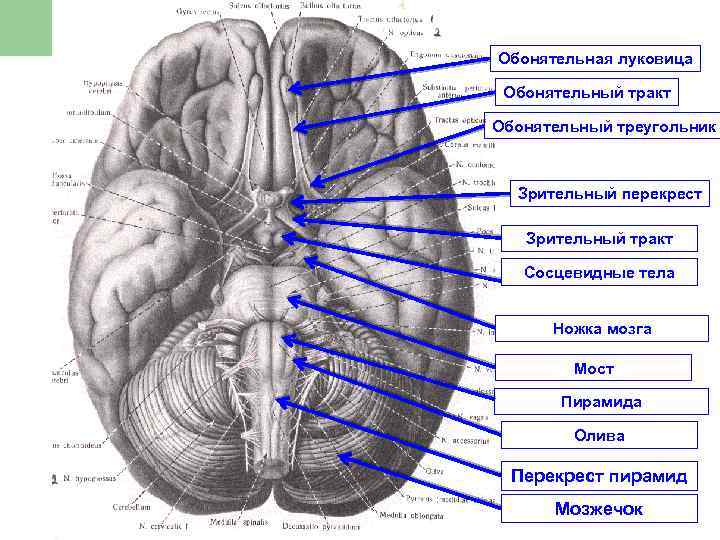 Обонятельная луковица Обонятельный тракт Обонятельный треугольник Зрительный перекрест Зрительный тракт Сосцевидные тела Ножка мозга