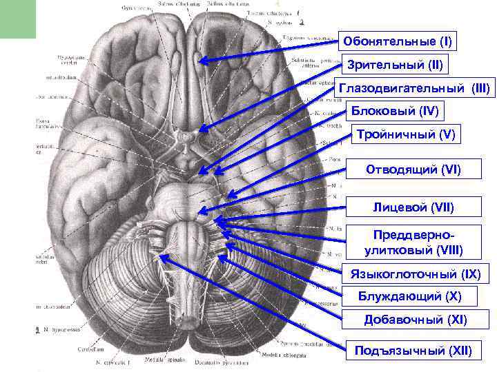 Обонятельные (I) Зрительный (II) Глазодвигательный (III) Блоковый (IV) Тройничный (V) Отводящий (VI) Лицевой (VII)
