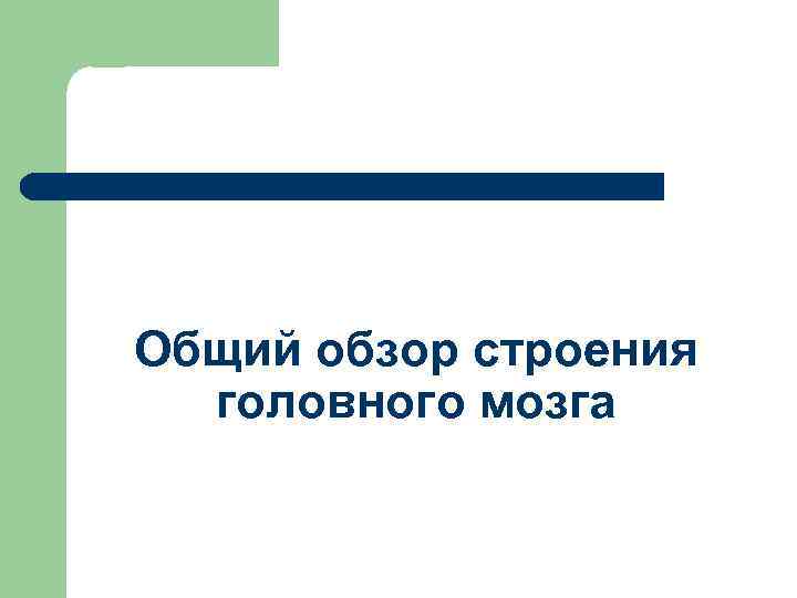 Общий обзор строения головного мозга 