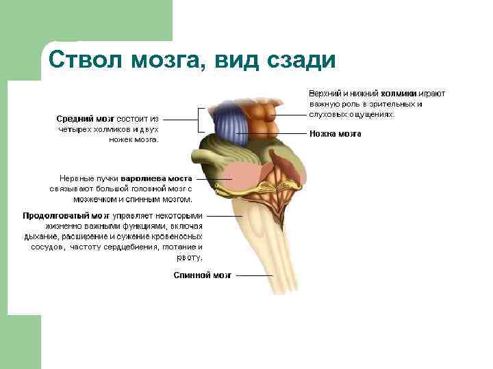 Ствол мозга, вид сзади 