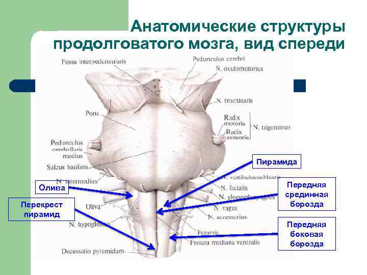 Анатомические структуры продолговатого мозга, вид спереди К стволу мозга относятся: Пирамида Олива Перекрест пирамид