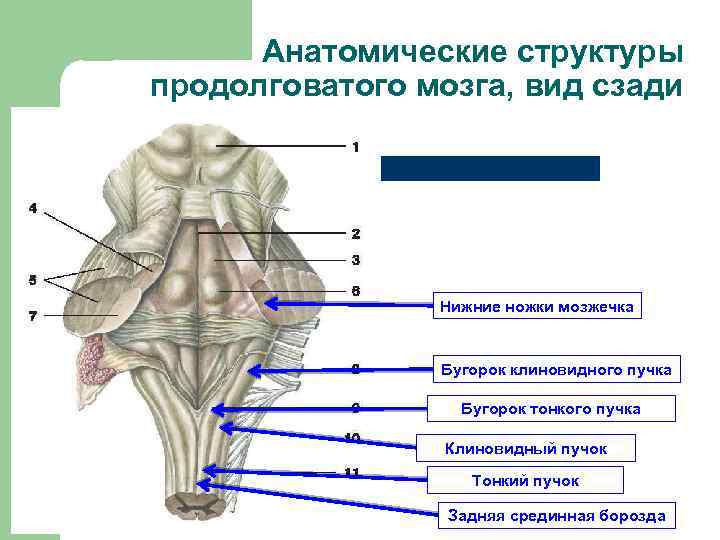 Анатомические структуры продолговатого мозга, вид сзади Нижние ножки мозжечка Бугорок клиновидного пучка Бугорок тонкого