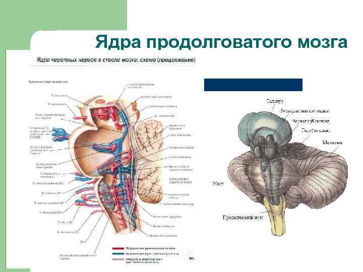 Ядра продолговатого мозга 