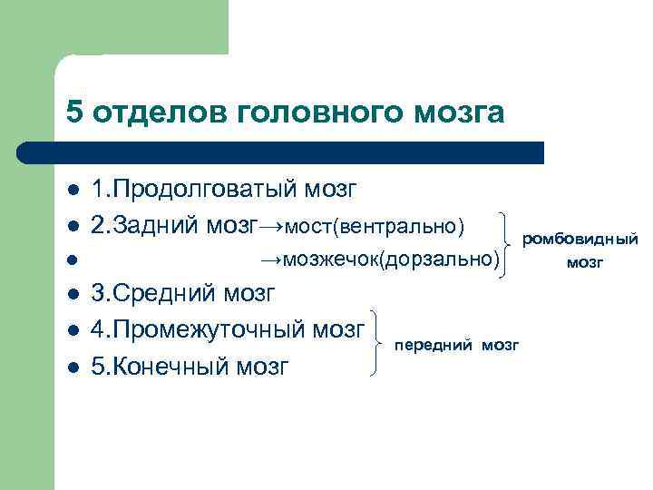 5 отделов головного мозга l l l 1. Продолговатый мозг 2. Задний мозг→мост(вентрально) →мозжечок(дорзально)