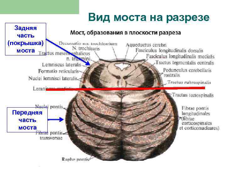 Покрышка в разрезе фото