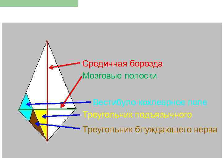 Срединная борозда Мозговые полоски Вестибуло-кохлеарное поле Треугольник подъязычного нерва Треугольник блуждающего нерва 