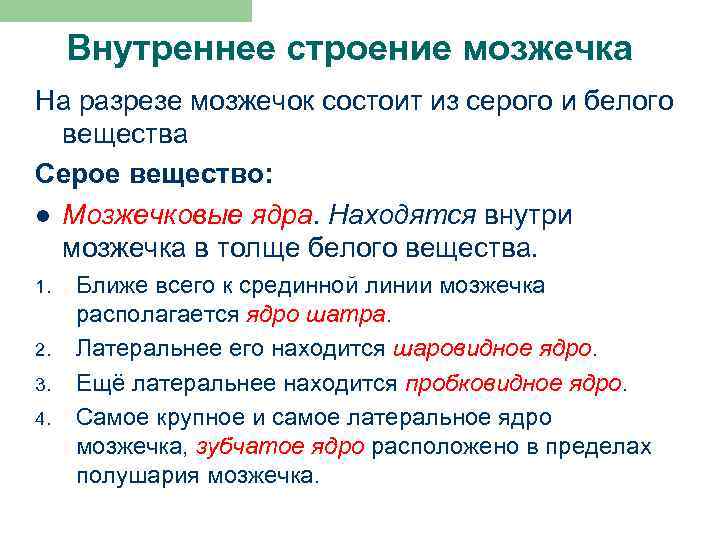 Внутреннее строение мозжечка На разрезе мозжечок состоит из серого и белого вещества Серое вещество: