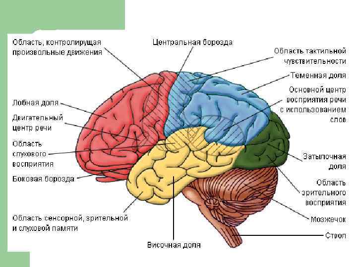 Общий план строения цнс