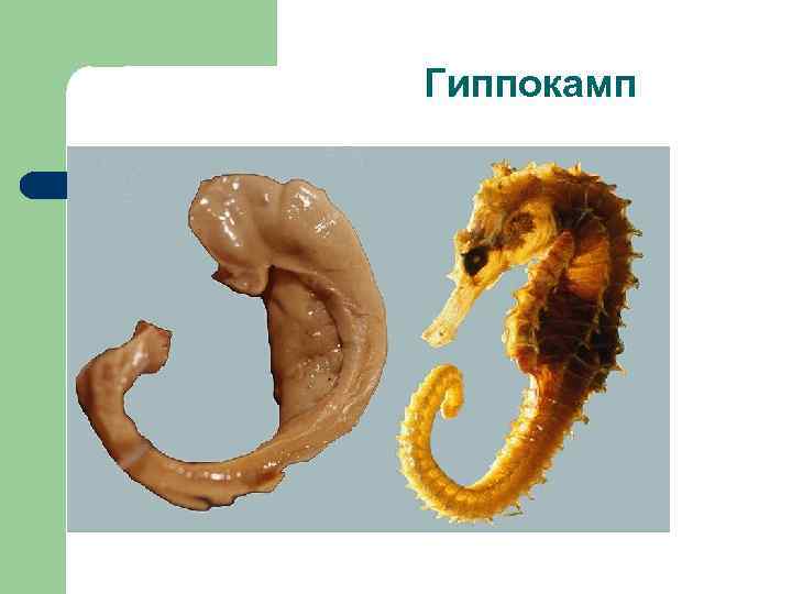 Гиппокамп 