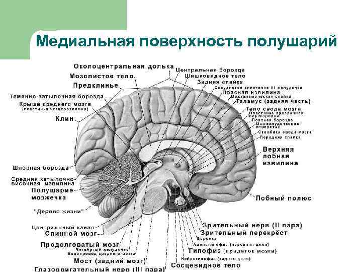 Медиальная поверхность полушарий 
