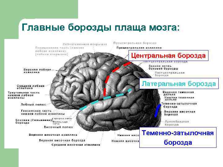 Странгуляционная борозда фото