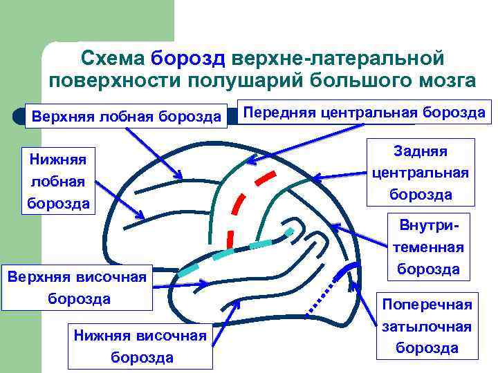 Анатомия цнс презентация