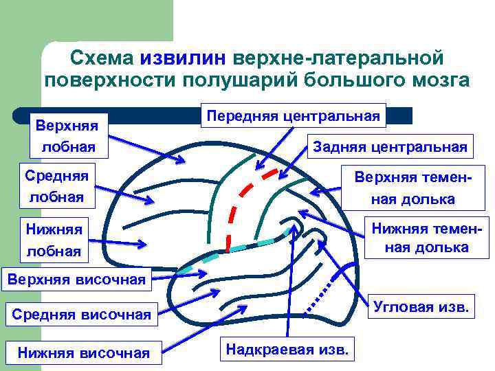Схема извилин верхне-латеральной поверхности полушарий большого мозга Верхняя лобная Передняя центральная Задняя центральная Средняя