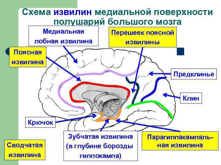 Схема извилин медиальной поверхности полушарий большого мозга Медиальная лобная извилина Перешеек поясной извилины Поясная