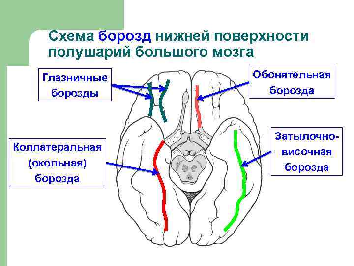 Анатомия цнс презентация