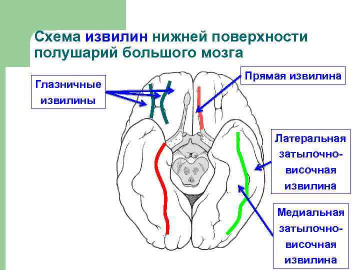 Извилины мозга картинки