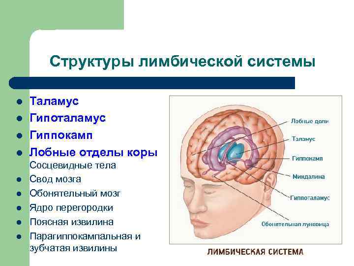 Структуры лимбической системы l l l l l Таламус Гипоталамус Гиппокамп Лобные отделы коры