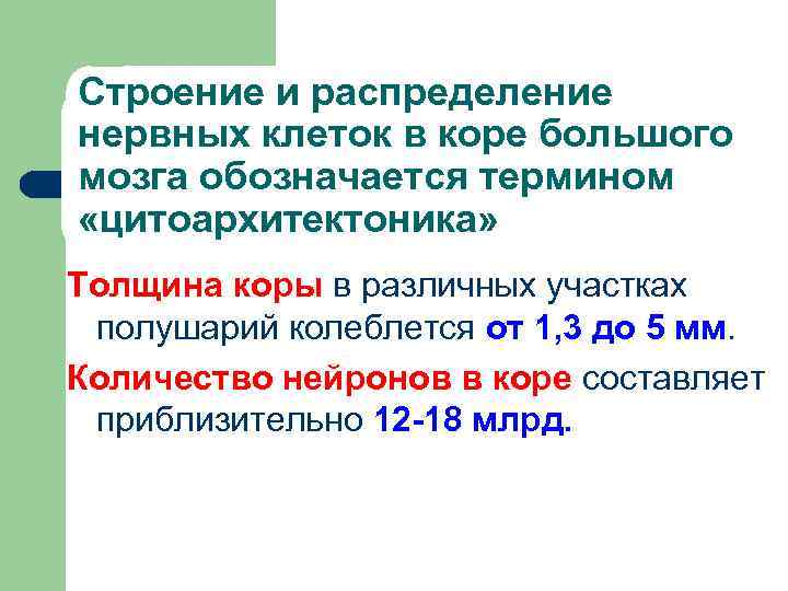 Строение и распределение нервных клеток в коре большого мозга обозначается термином «цитоархитектоника» Толщина коры