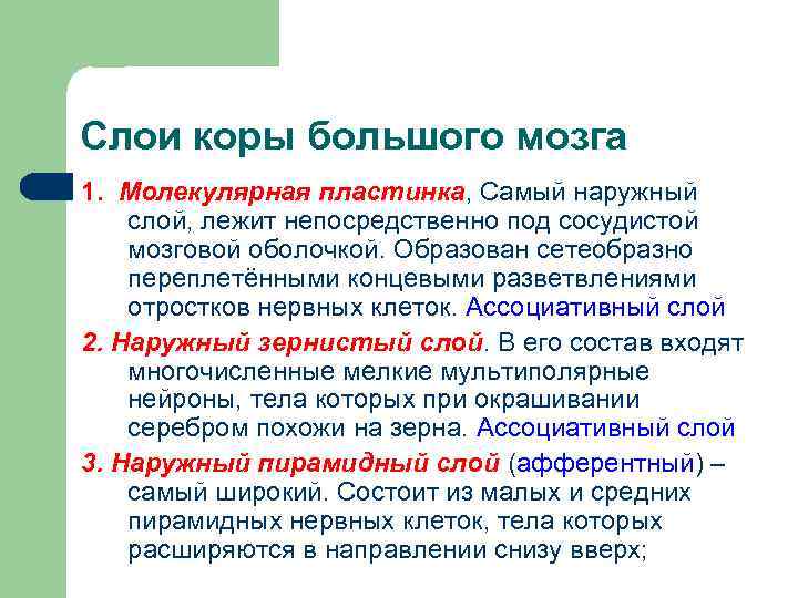 Слои коры большого мозга 1. Молекулярная пластинка, Самый наружный слой, лежит непосредственно под сосудистой