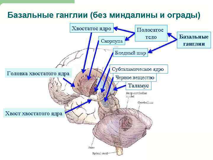 Анатомия цнс презентация