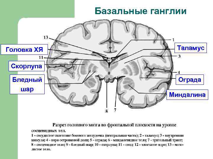 Базальные ганглии Головка ХЯ Таламус Скорлупа Бледный шар Ограда Миндалина 