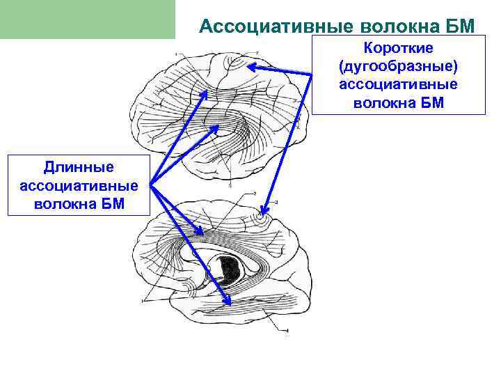 Ассоциативные волокна БМ Короткие (дугообразные) ассоциативные волокна БМ Длинные ассоциативные волокна БМ 