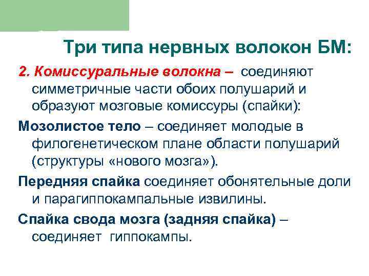 Три типа нервных волокон БМ: 2. Комиссуральные волокна – соединяют симметричные части обоих полушарий