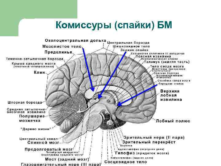 Комиссуры (спайки) БМ 