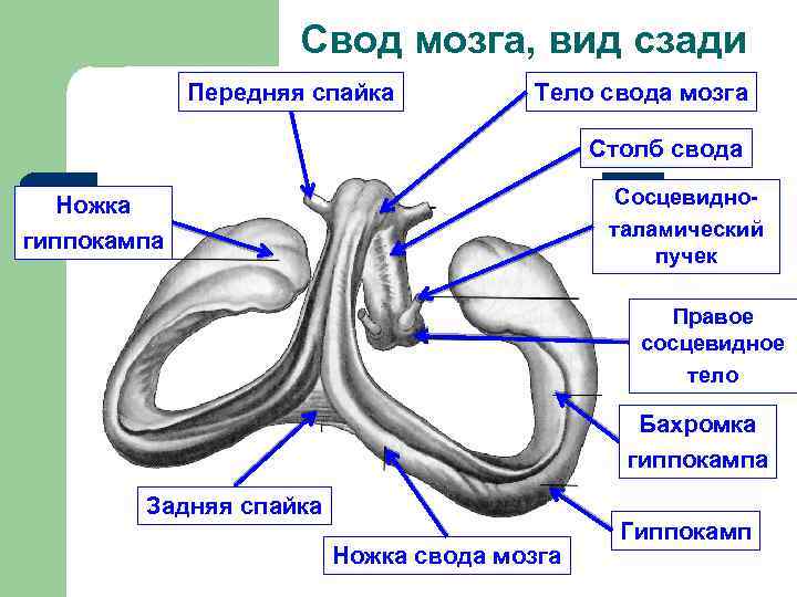 Свод мозга, вид сзади Передняя спайка Тело свода мозга Столб свода Сосцевидноталамический пучек Ножка