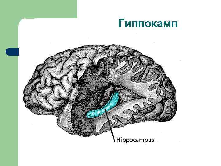 Гиппокамп 