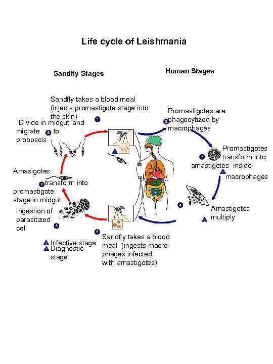 Life cycle of Leishmania Sandfly Stages Sandfly takes a blood meal (injects promastigote stage