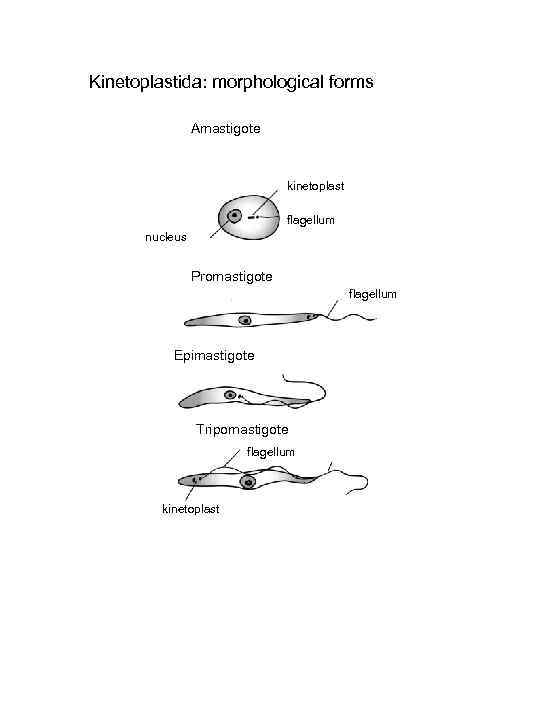 Kinetoplastida: morphological forms Amastigote kinetoplast flagellum nucleus Promastigote flagellum Epimastigote Tripomastigote flagellum kinetoplast 