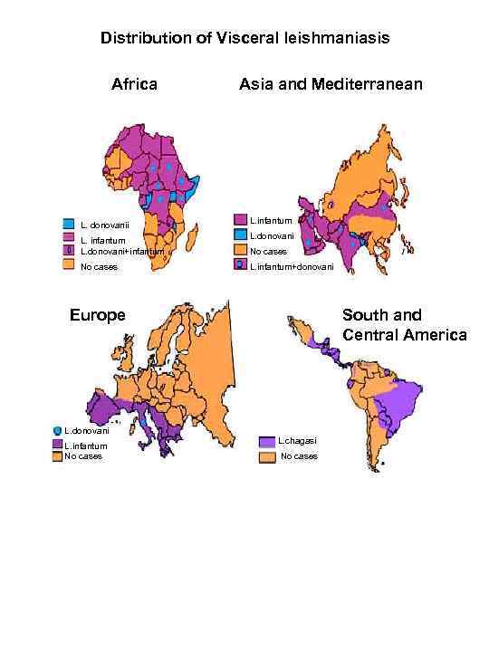 Distribution of Visceral leishmaniasis Africa L. donovanii L. infantum L. donovani+infantum No cases Asia