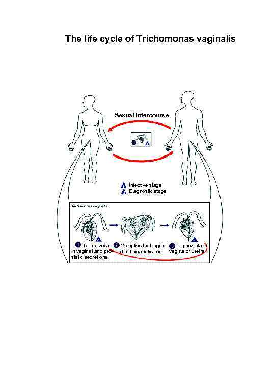 The life cycle of Trichomonas vaginalis Sexual intercourse Infective stage Diagnostic stage Trophozoite in