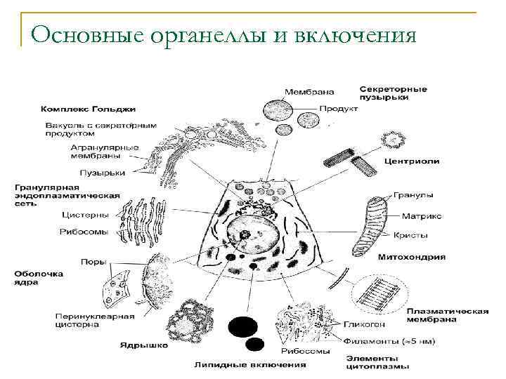 Основные органеллы и включения 