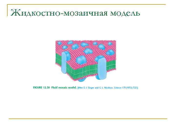 Жидкостно-мозаичная модель 