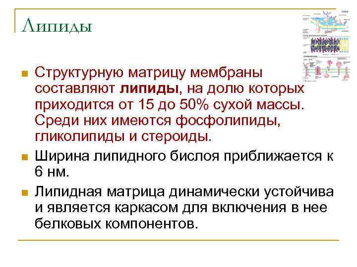 Липиды n n n Структурную матрицу мембраны составляют липиды, на долю которых приходится от