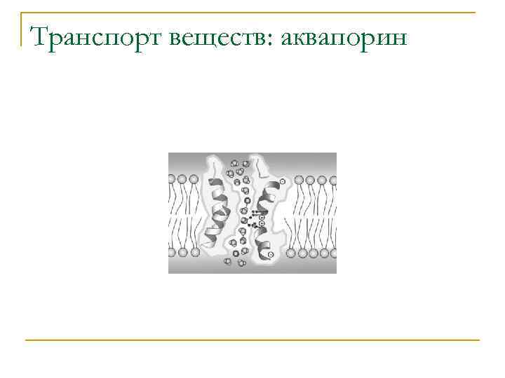 Транспорт веществ: аквапорин 