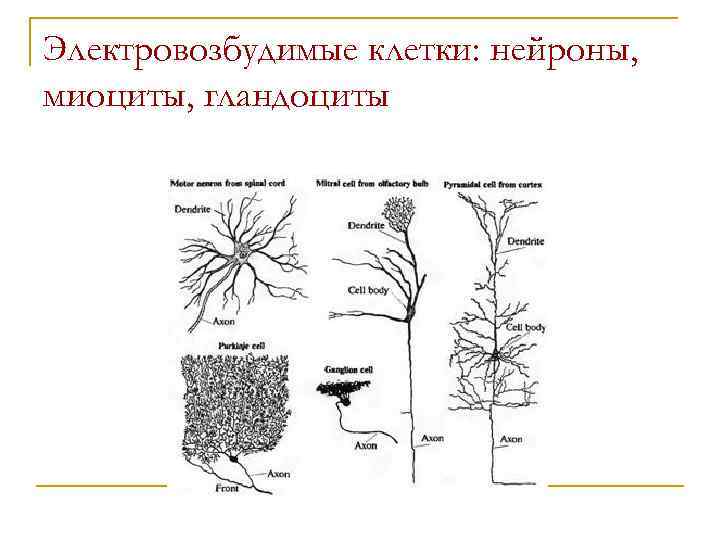 Электровозбудимые клетки: нейроны, миоциты, гландоциты 