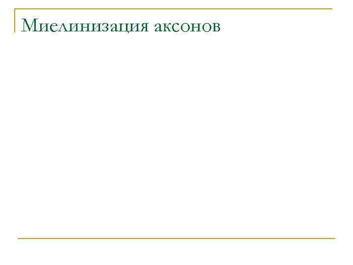 Миелинизация аксонов 