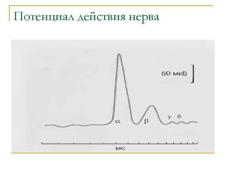 Потенциал действия нерва 