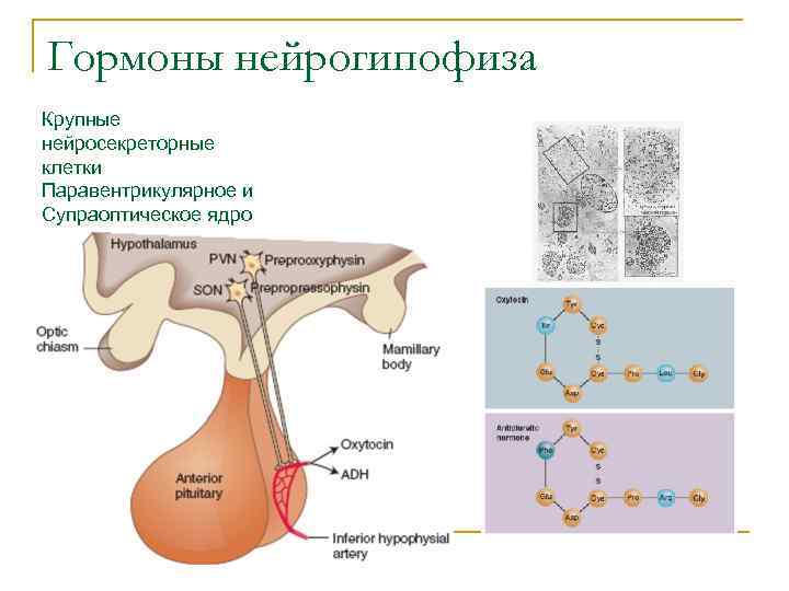 Гормоны, вырабатываемые нейрогипофизом. Нейрогипофиз продуцирует следующие гормоны. Гормоны, депонирующиеся в нейрогипофизе:. Гормоны нейрогипофиза. • Структура.