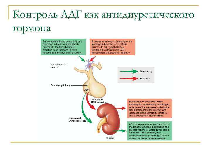 Контроль АДГ как антидиуретического гормона 
