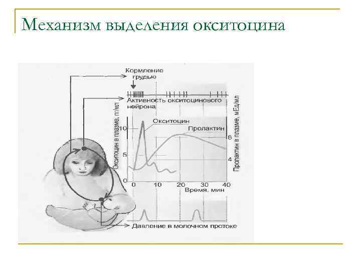 Механизм выделения окситоцина 